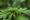 Bill C-45: Legalizing and regulating cannabis in Canada