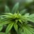 Televised hearing on Cannabis Act