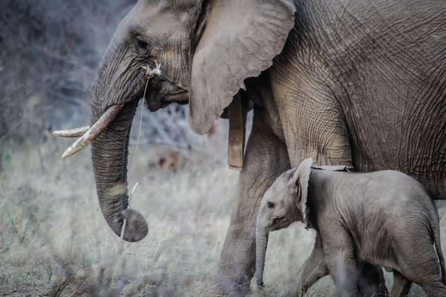 Le Sénat adopte des mesures visant la protection des éléphants et des grands singes